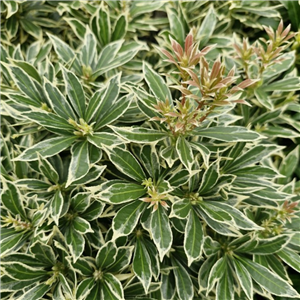 Pieris Japonica 'Variegata'